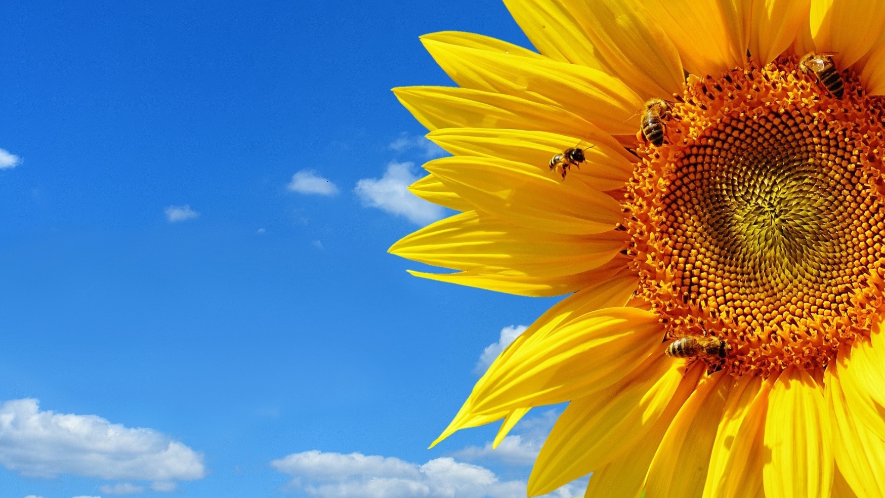 Bijen op een zonnebloem die helpen groeien en bloeien.